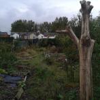 In one of Levenshulme allotments